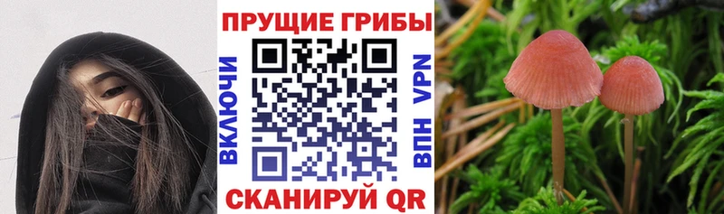 где купить наркотик  блэк спрут вход  Галлюциногенные грибы Psilocybe  Шумерля 